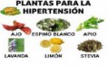 /album/galeria-fotografica/hierbas-hta-jpg1/